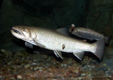 ニッコウイワナ 3